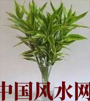 宜昌十二生肖养什么植物最旺财运？你知道吗！